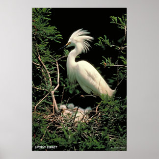 Snowy Egret Poster