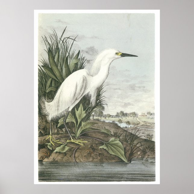 Snowy Egret Poster (Front)