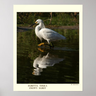 Snowy Egret Print