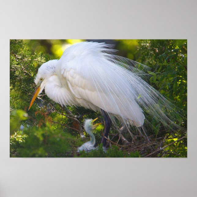 Snowy Egret with Baby Poster (Front)