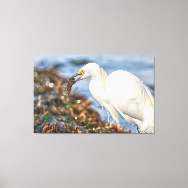 Snowy Egret with Fish Canvas Print (Front)