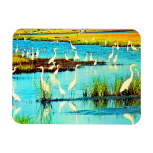 snowy egrets magnet