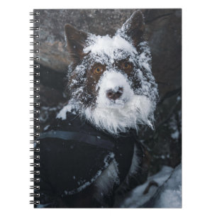Snowy Face Red Border Collie in Winter Jacket Notebook