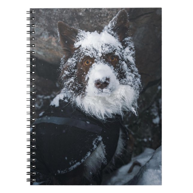 Snowy Face Red Border Collie in Winter Jacket Notebook (Front)
