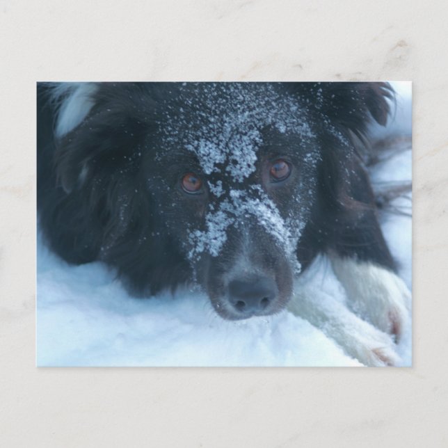 Snowy Faced Border Collie Cute Dog  Postcard (Front)