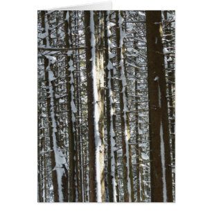 Snowy Fir Tree