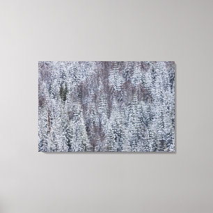 Snowy Forest, Mt. Rainier National Park Canvas Print