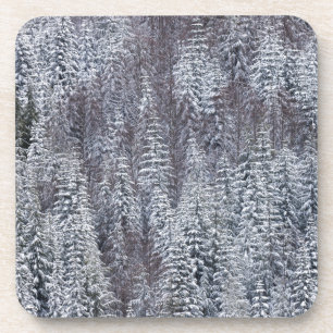 Snowy Forest, Mt. Rainier National Park Coaster