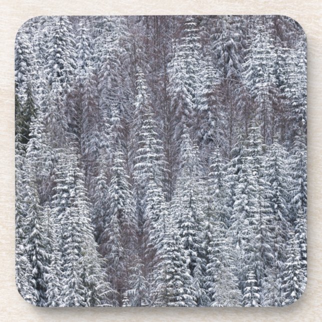 Snowy Forest, Mt. Rainier National Park Coaster (Front)