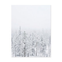 Snowy forest