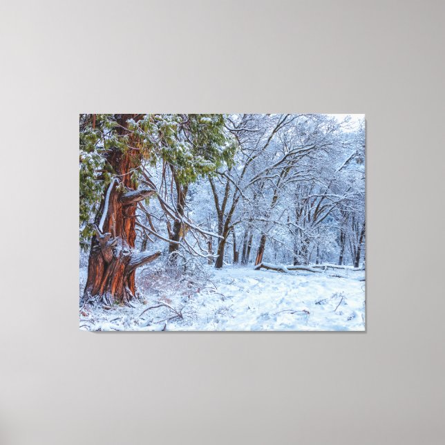 Snowy Forest Scene Canvas Print (Front)