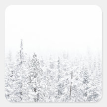 Snowy forest