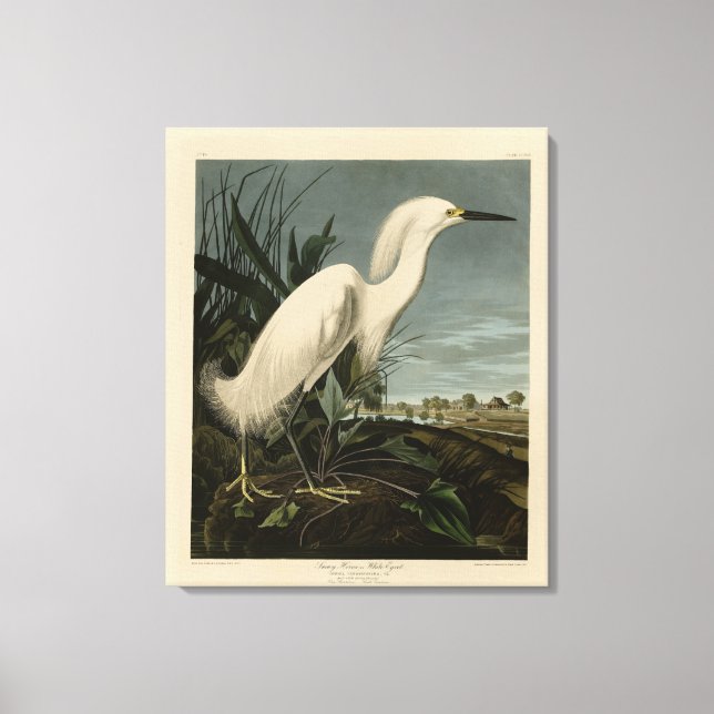 Snowy Heron (Egret) - Audubon's Birds of America Canvas Print (Front)