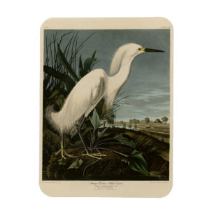 Snowy Heron (Egret) - Audubon's Birds of America Magnet