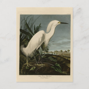 Snowy Heron (Egret) - Audubon's Birds of America Postcard