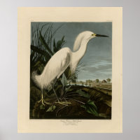 Snowy Heron (Egret) - Audubon's Birds of America