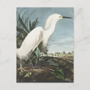 Snowy Heron or White Egret from Birds of America Postcard