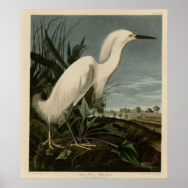 Snowy Heron or White Egret Poster (Front)