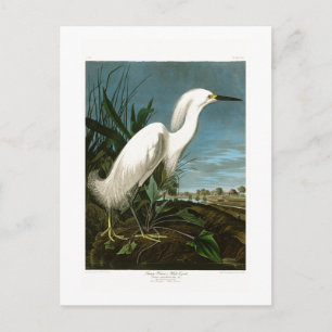 Snowy Heron White Egret Audubon Birds of America Postcard