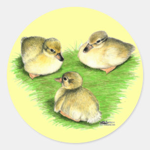 Snowy Mallard Ducklings Classic Round Sticker