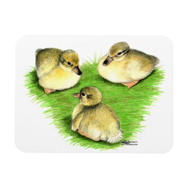 Snowy Mallard Ducklings Magnet (Horizontal)