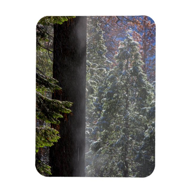 Snowy Mist in the Forest Magnet (Vertical)