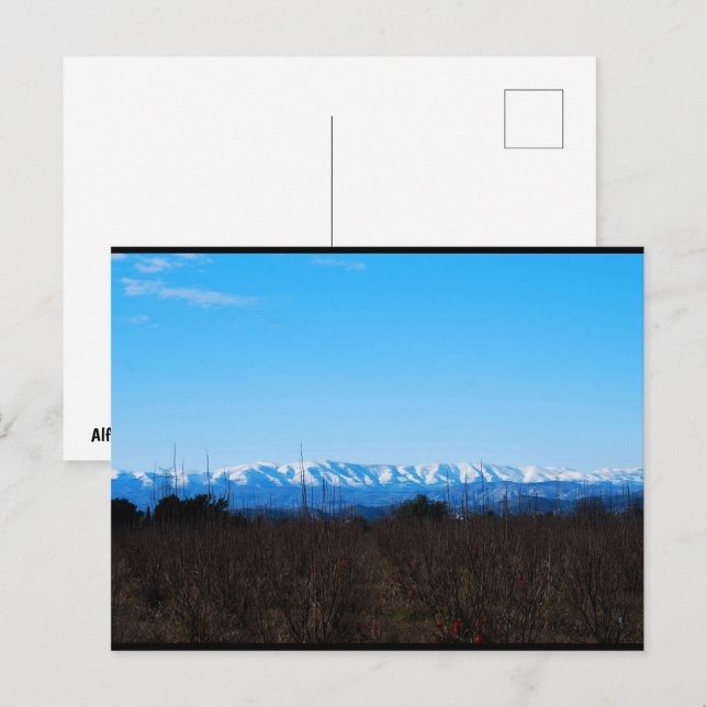 Snowy Mountains Behind Persimmon Field Postcard (Front/Back)
