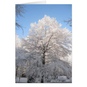 Snowy Oak