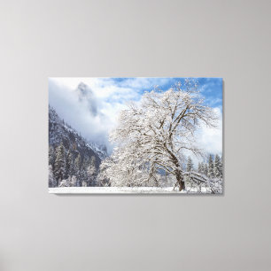 Snowy Oak Canvas Print