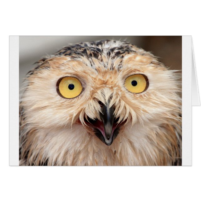 Snowy Owl (Front Horizontal)