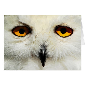 Snowy Owl