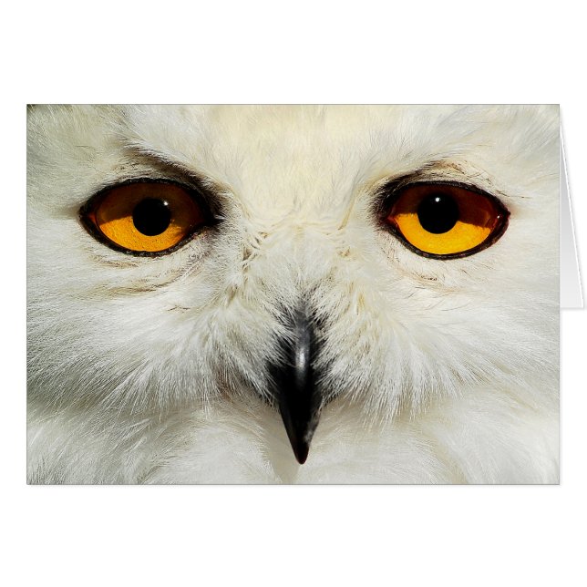 Snowy Owl (Front Horizontal)