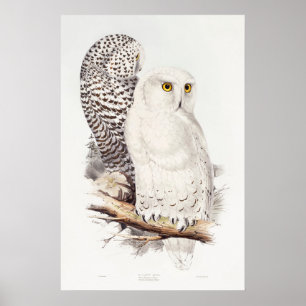 snowy Owl (1832–1837)  Poster