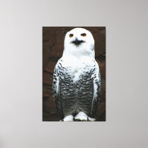 Snowy Owl 40x60 (100x150cm) waccn Canvas Print