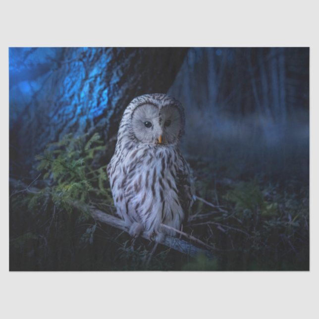 Snowy Owl at Night  Tissue Paper (Front)