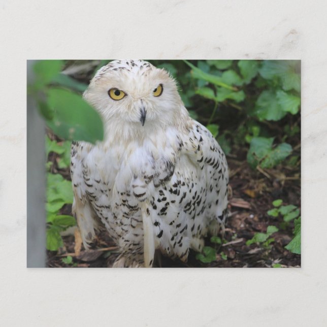 Snowy Owl at ZooAmerica Postcard (Front)