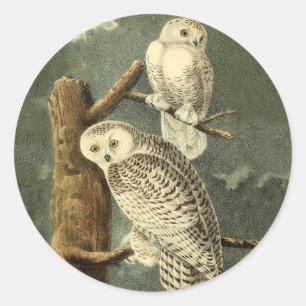 Snowy Owl Audubon Bird Artwork Classic Round Sticker