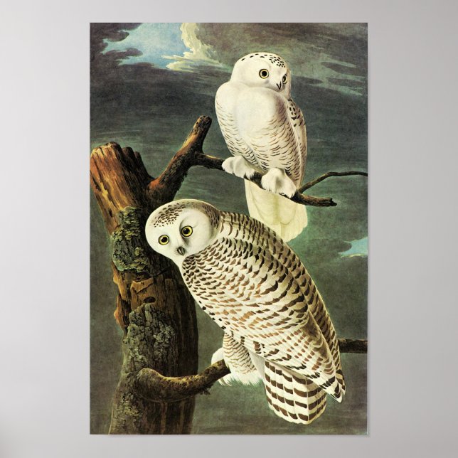 Snowy Owl Audubon Birds of America Fine Art Poster (Front)