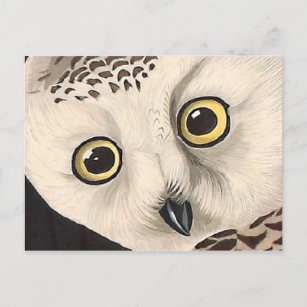 Snowy Owl - Audubon Fine Vintage Birds America Postcard
