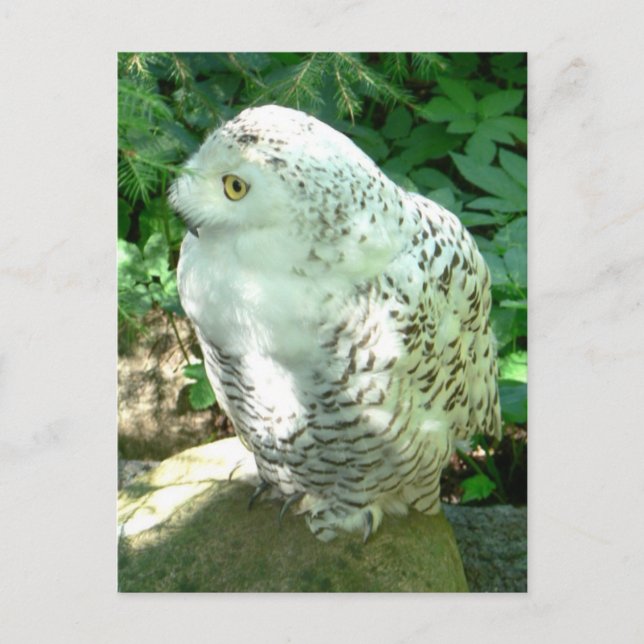 Snowy Owl Bird Postcard (Front)