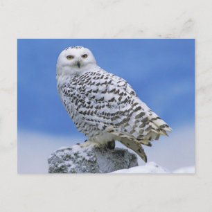 Snowy Owl (Bubo scandiacus) Postcard