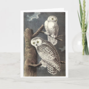 Snowy Owl by Audubon Card