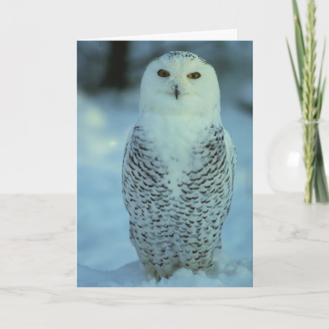Snowy Owl Card (Front)