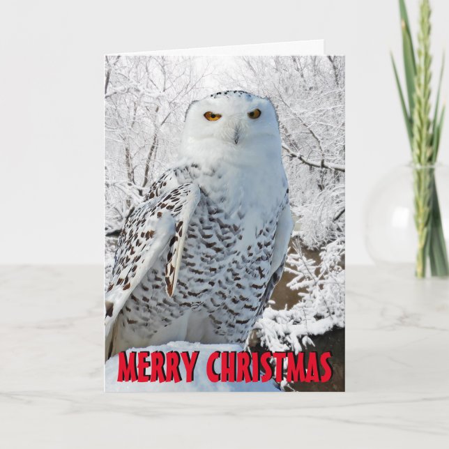 Snowy owl Christmas Card (Front)