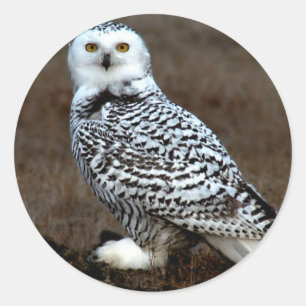 Snowy Owl Classic Round Sticker
