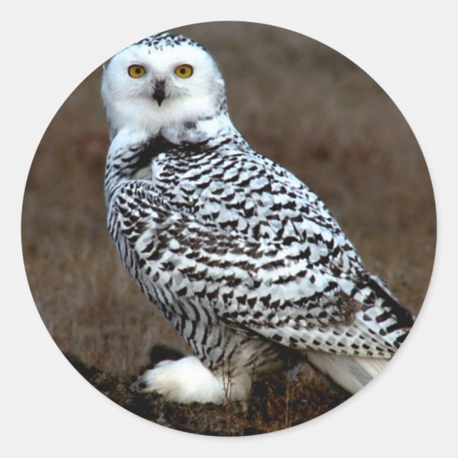 Snowy Owl Classic Round Sticker (Front)