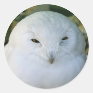 Snowy Owl Classic Round Sticker