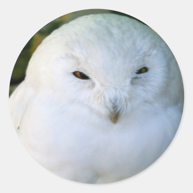 Snowy Owl Classic Round Sticker (Front)