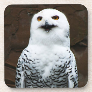 Snowy Owl coasterm Coaster