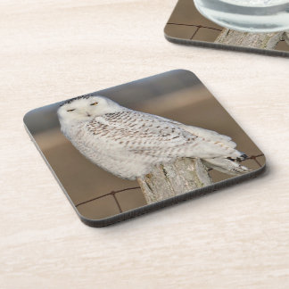 Snowy Owl Coasters (set of 6)